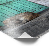 Impression Photo Chiens errants devant les portes vertes sales phot (Coin)