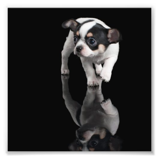 Impression Photo Chihuahua (Devant)