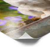 Impression Photo Chihuahua Chippy aux cheveux longs mignons - Paper (Coin)