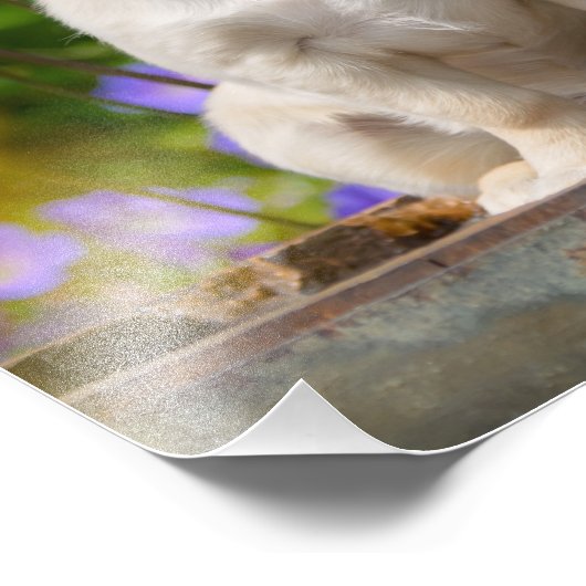 Impression Photo Chihuahua Chippy aux cheveux longs mignons - Paper (Coin)