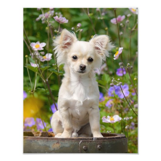Impression Photo Chihuahua Chippy aux cheveux longs mignons - Paper (Devant)