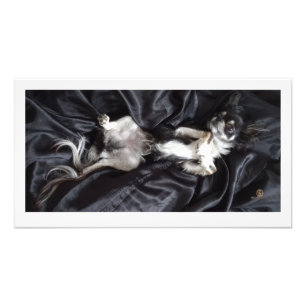 Impression Photo Chihuahua sur la soie noire