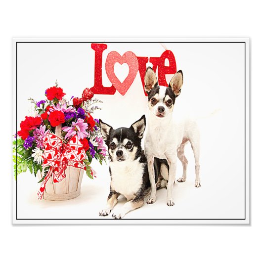 Impression Photo Chihuahua's, Fleurs et Amour (Devant)