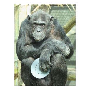 IMPRESSION PHOTO CHIMPANZEE
