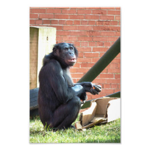 IMPRESSION PHOTO CHIMPANZÉS