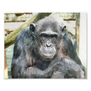 IMPRESSION PHOTO CHIMPANZÉS
