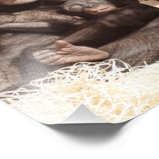 IMPRESSION PHOTO CHIMPANZÉS (Coin)