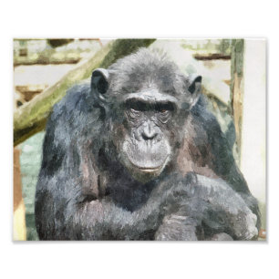 IMPRESSION PHOTO CHIMPANZÉS