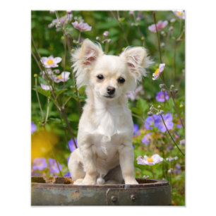 Impression Photo Chiot aux cheveux longs mignon de chien de chiwawa