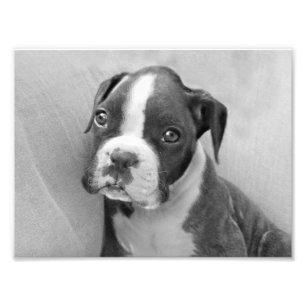 Impression Photo Chiot de boxeur