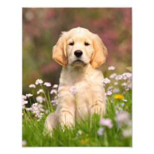 Impression Photo Chiot mignon de chien de golden retriever -