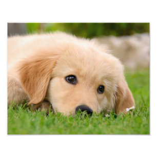 Impression Photo Chiot mignon de golden retriever rêvant -