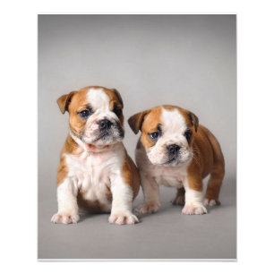 Impression Photo Chiots de Bulldog anglais Couple mou Bulldog