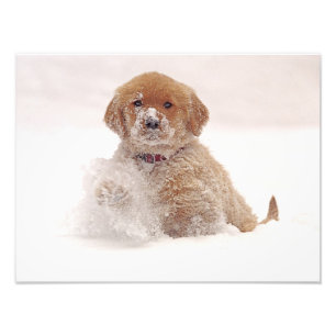Impression Photo Chiots Golden Retriever dans la neige