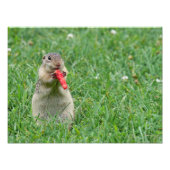 Impression Photo Chipmunk affamé (Devant)