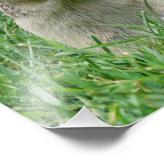 Impression Photo Chipmunk affamé (Coin)