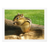 Impression Photo Chipmunk Mange Graines (Devant)