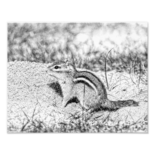 Impression Photo Chipmunk Sketch (Devant)