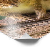 Impression Photo Chipmunk Stare (Coin)