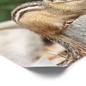 Impression Photo Chipmunk sur un rocher (Coin)