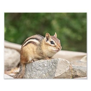 Impression Photo Chipmunk sur un rocher