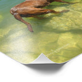 Impression Photo Chocolat Lab Pit Mix Chien Natation (Coin)