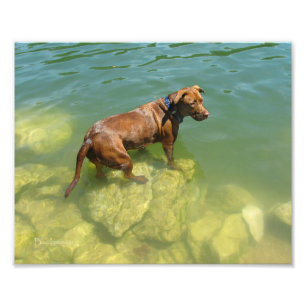 Impression Photo Chocolat Lab Pit Mix Chien Natation