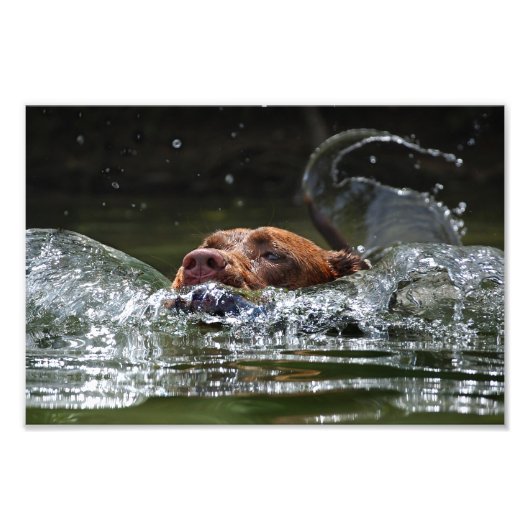 Impression Photo Chocolat Lab Pit Mix Chien Natation 5 (Devant)