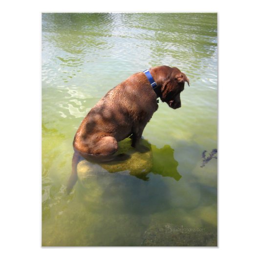Impression Photo Chocolat Lab Pit Mix Chien Pêche 3 (Devant)