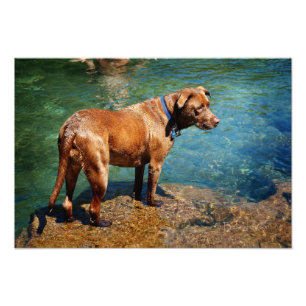 Impression Photo Chocolat Lab Pit Mix Dog Wading 2