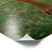 Impression Photo Chocolat Lab Pit Mix Portrait de chien 4 (Coin)