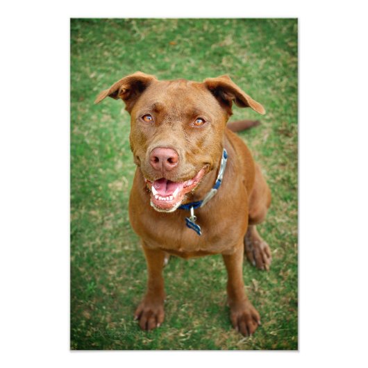 Impression Photo Chocolat Lab Pit Mix Portrait de chien 4 (Devant)