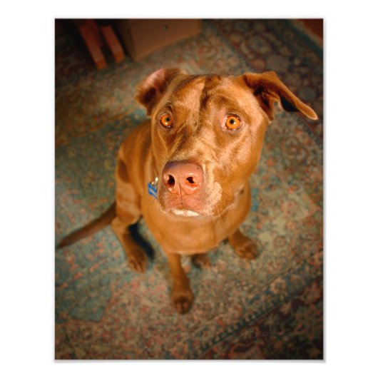 Impression Photo Chocolat toxique Lab Pit Mix Chien (Devant)