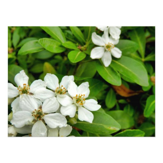 Impression Photo Choisya Ternata (Devant)