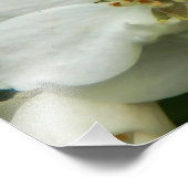 Impression Photo Choisya Ternata (Coin)