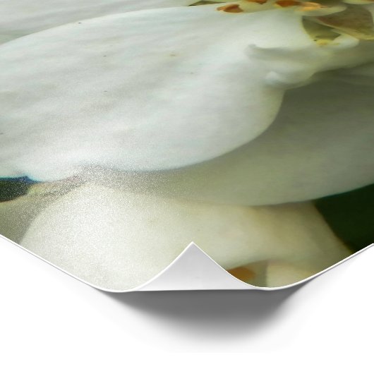 Impression Photo Choisya Ternata (Coin)