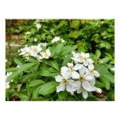 Impression Photo Choisya Ternata (Devant)