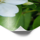 Impression Photo Choisya Ternata (Coin)