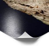 Impression Photo Chouette (Coin)