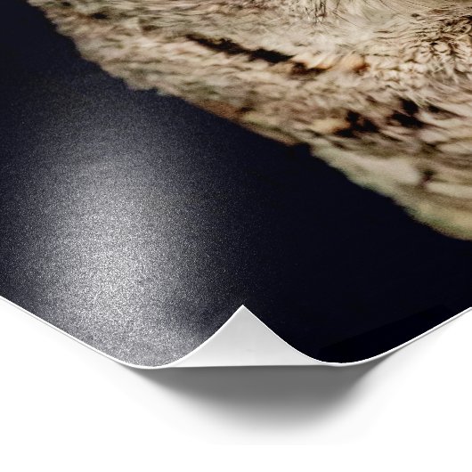 Impression Photo Chouette (Coin)