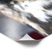 Impression Photo Chouette à cornes (Bubo virginianus) (Coin)