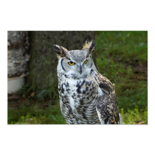 Impression Photo Chouette à grande corne (Devant)