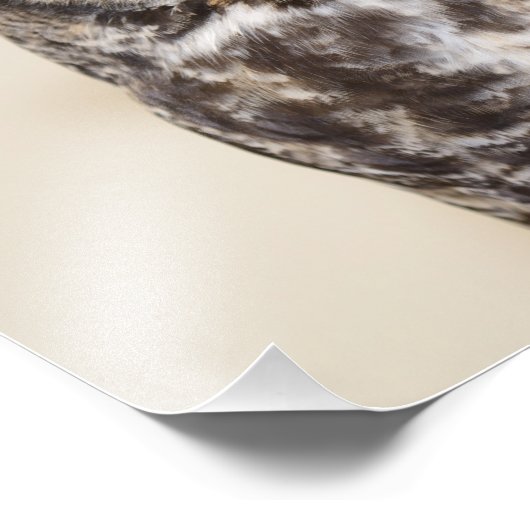 Impression Photo Chouette à grande corne (Coin)