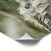 Impression Photo Chouette à grande corne (Coin)