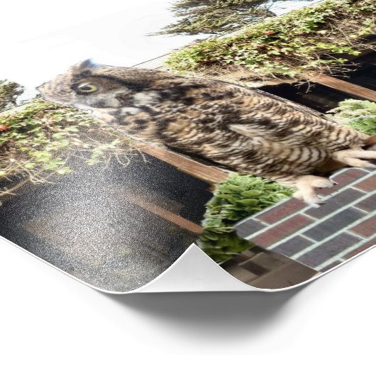 Impression Photo Chouette à grande corne (Coin)