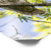 Impression Photo Chouette barrée (Coin)