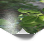 Impression Photo Chouette de Hoot sauvage qui brille dans la forêt (Coin)