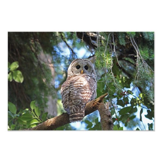 Impression Photo Chouette de Hoot sauvage qui brille dans la forêt (Devant)