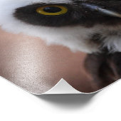 Impression Photo Chouette spectaculaire (Coin)