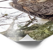 Impression Photo Chouette Sur Une Branche De Pin (Coin)